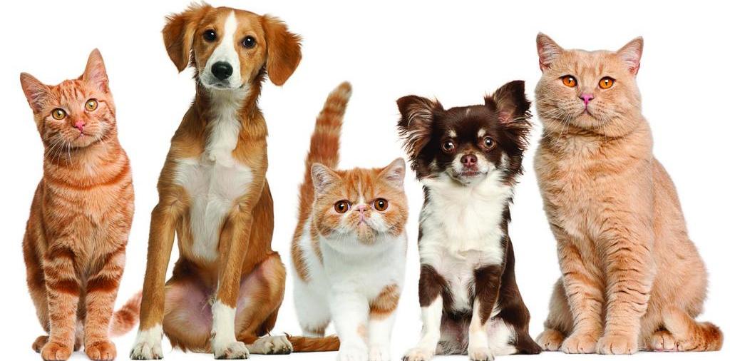 Доска объявлений о животных | ЗооТом - продажа, вязка и услуги для животных в Аниве