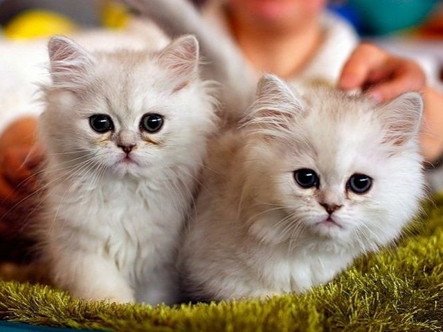 Породы кошек в Аниве | ЗооТом портал о животных