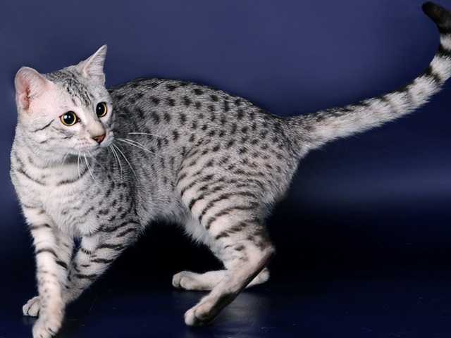 Породы кошек в Аниве | ЗооТом портал о животных