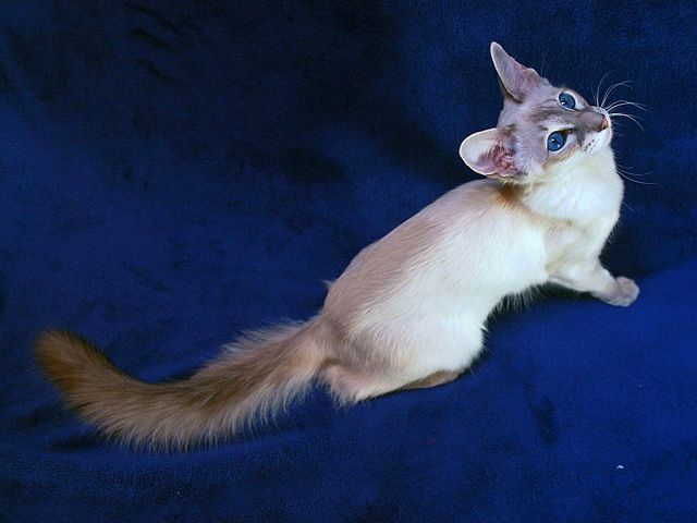 Выведенные породы кошек в Аниве | ЗооТом портал о животных