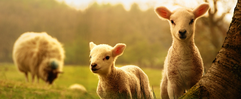 Объявления о сельскохозяйственных животных | ЗооТом - продажа, вязка и услуги для животных в Аниве