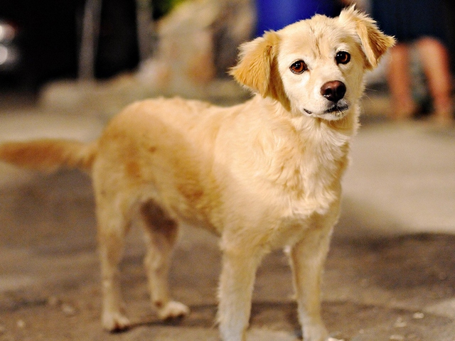 Породы собак в Аниве | ЗооТом портал о животных