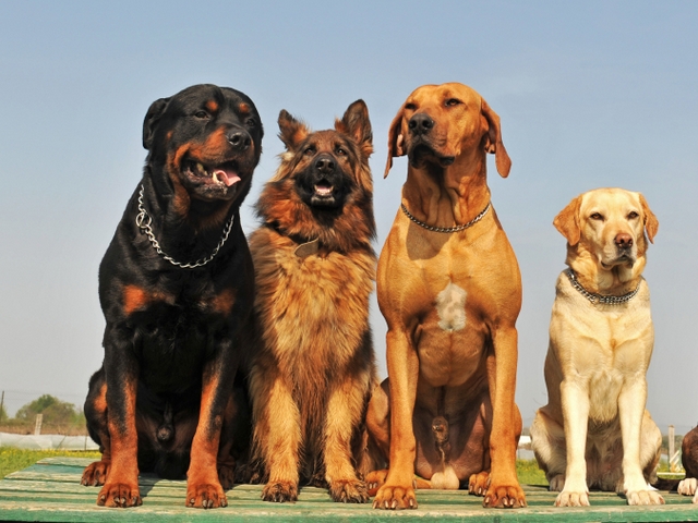 Крупные породы собак в Аниве | ЗооТом портал о животных