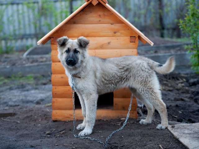 Все о собаках в Аниве Все о собаках в Аниве